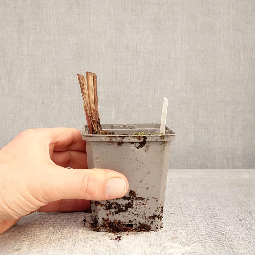 Amostra de Montbrécia Emberglow - Crocosmia crocosmiiflora Vaso de 8/9 cm Calibre 8+ tal como entregue no inverno