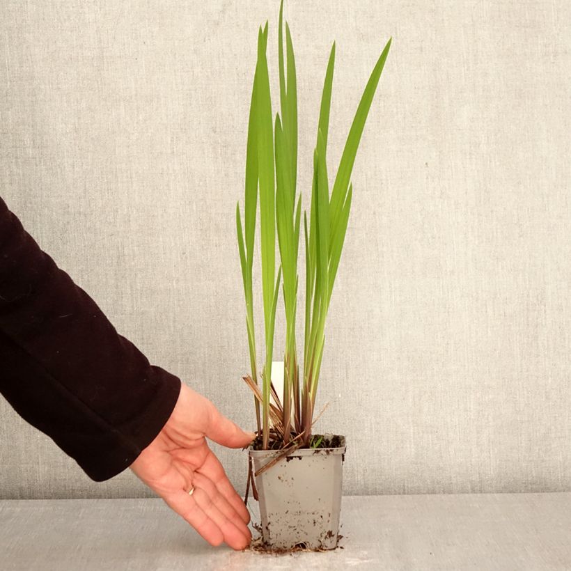 Amostra de Montbrécia Emberglow - Crocosmia crocosmiiflora Vaso de 8/9 cm Calibre 8+ tal como entregue na primavera