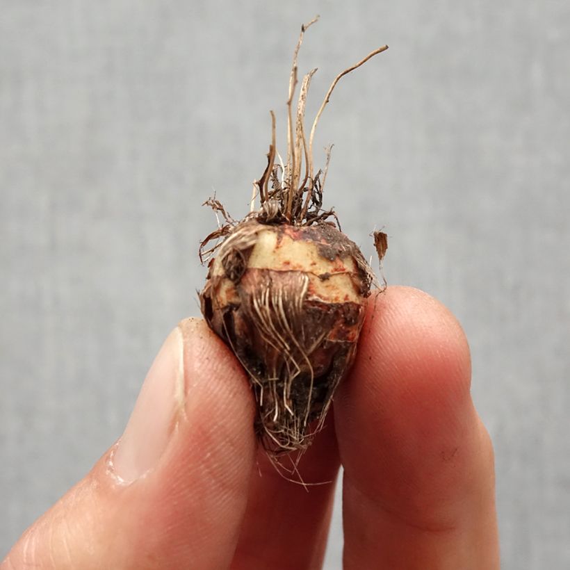 Amostra de Crocosmia crocosmiiflora Norwich Canary -  Montbretia Bulbo size 7+ tal como entregue na primavera