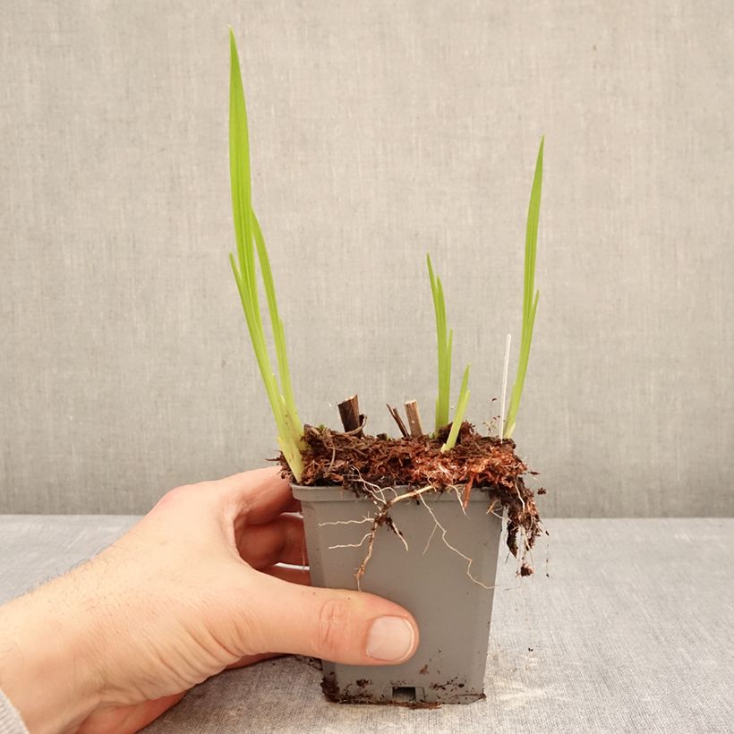 Amostra de Montbrécia Norwich Canary Vaso de 8/9 cm Calibre 7+ tal como entregue no inverno