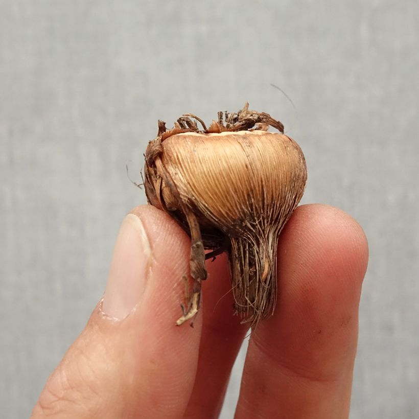 Amostra de Crocosmia crocosmiiflora Solfatare -  Montbretia Bulbe Kaliber/Größe 8+ tal como entregue na primavera