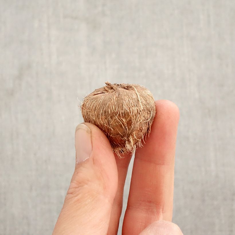 Amostra de Montbrécia Disco Dancer Bulbo Calibre 8+ tal como entregue na primavera