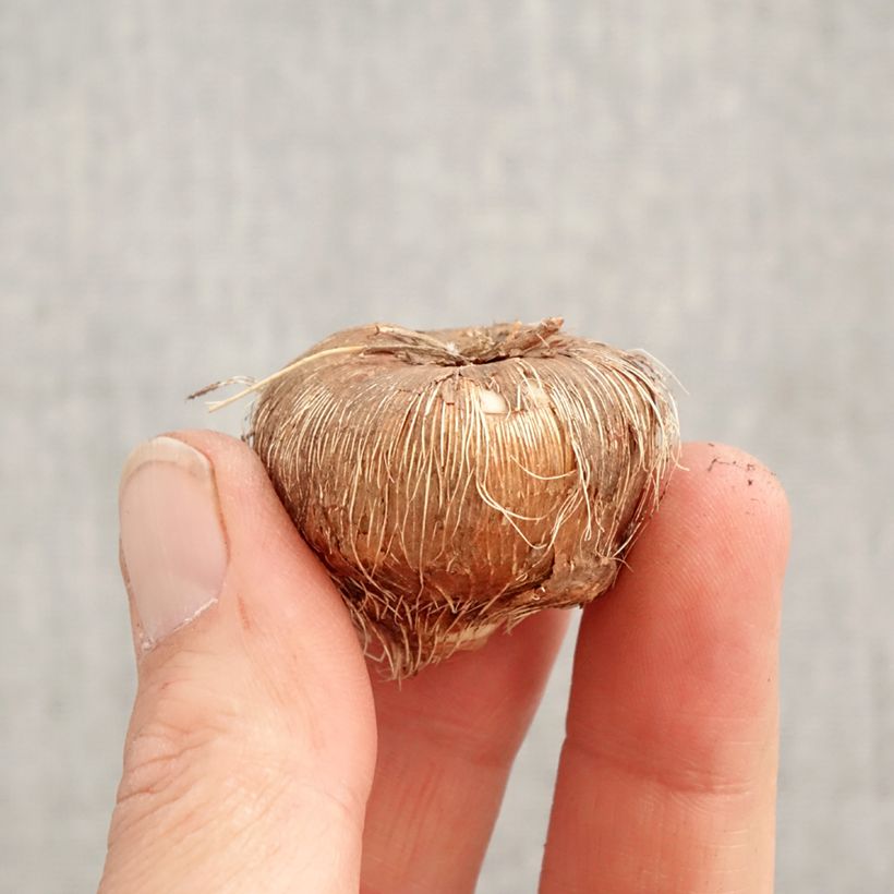 Amostra de Montbrécia Firestarter Bulbo Calibre 8+ tal como entregue na primavera