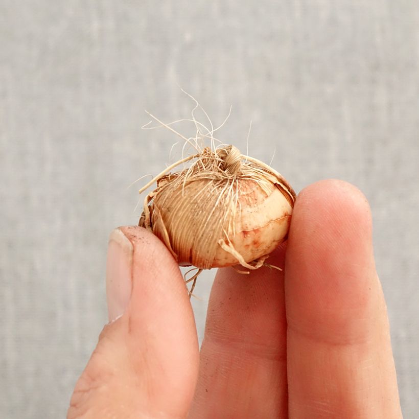 Amostra de Montbrécia Harlequin Bulbo Calibre 7+ tal como entregue na primavera