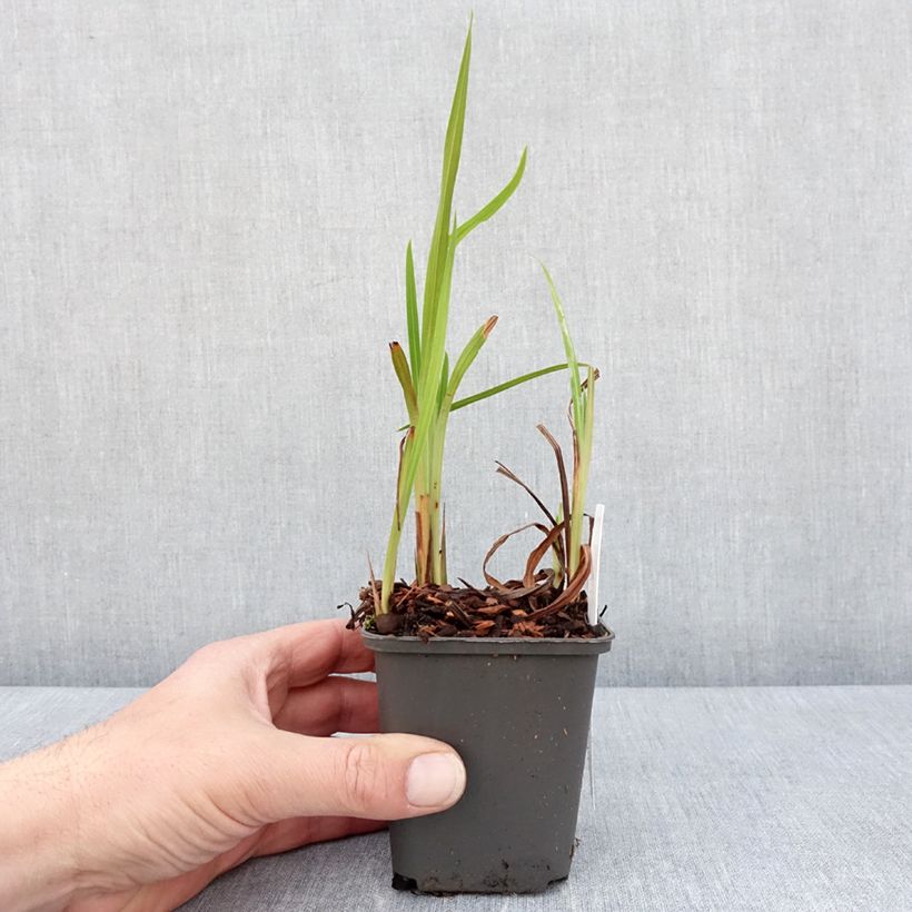 Amostra de Montbrécia Saracen Vaso de 8/9 cm tal como entregue na primavera