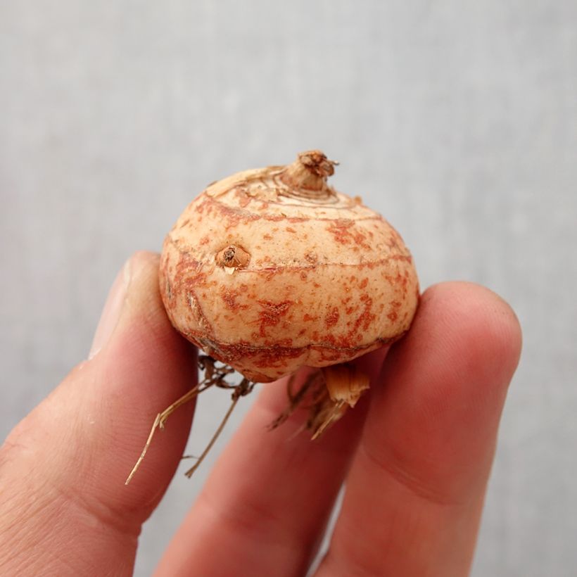 Amostra de Montbrécia Lucifer Bulbo Calibre 10+ tal como entregue na primavera