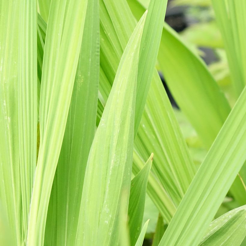 Montbrécia Lucifer (Folhagem)