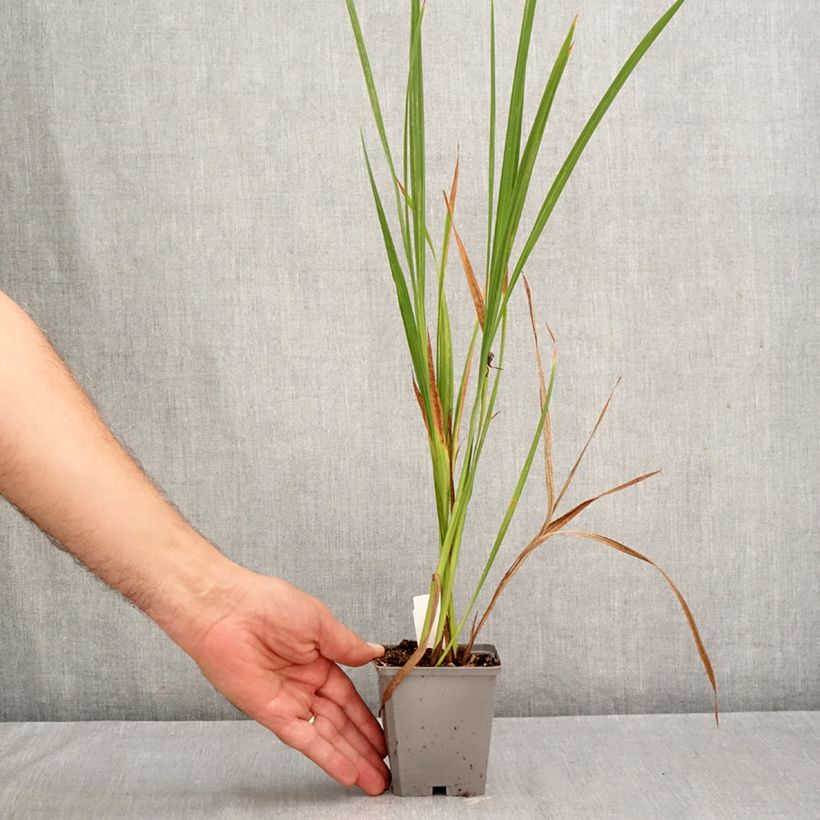 Amostra de Crocosmia masoniorum Vaso de 8/9 cm Calibre 8/10 tal como entregue no outono