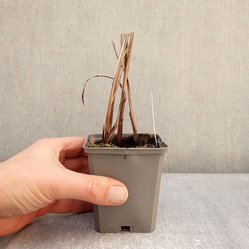 Amostra de Crocosmia masoniorum Vaso de 8/9 cm Calibre 8/10 tal como entregue no inverno