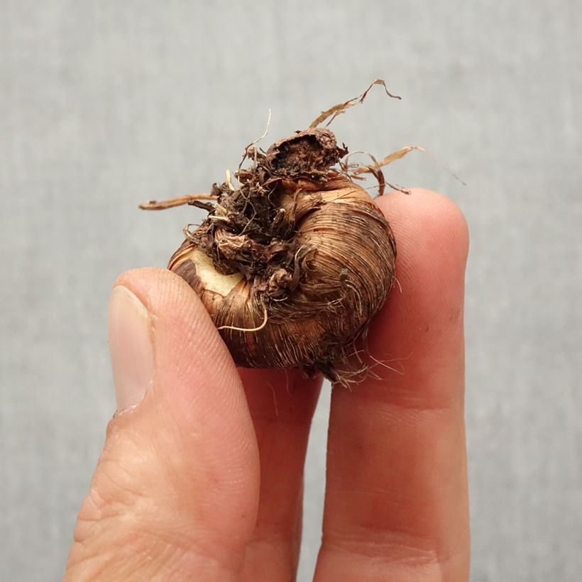 Amostra de Crocosmia masoniorum Rowallone Yellow Bulbo size 8+ tal como entregue na primavera