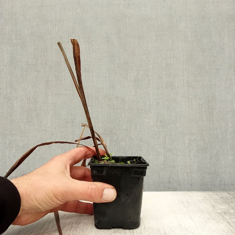 Amostra de Montbrécia Mistral Vaso de 7/8 cm tal como entregue no outono