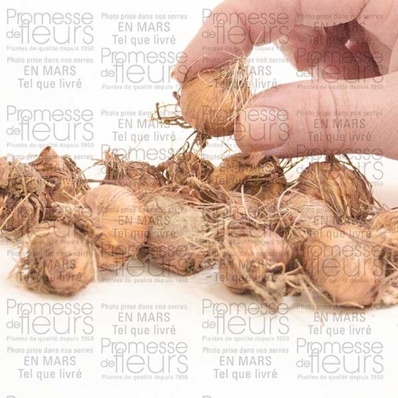 Exemplo de amostra de Montbrécia Fire King Bulbo Calibre 6+ tal como entregue