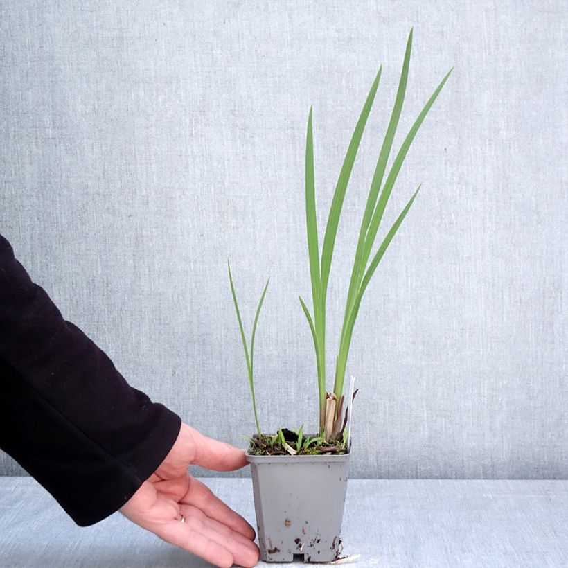 Amostra de Montbrécia Fire King Vaso de 8/9 cm Calibre 6+ tal como entregue na primavera