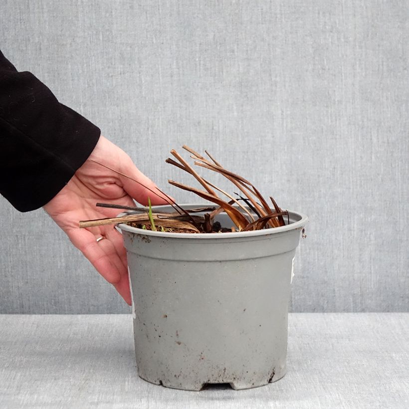 Amostra de Montbrécia Fire King Vaso de 3 L/4 L Calibre 6+ tal como entregue no inverno