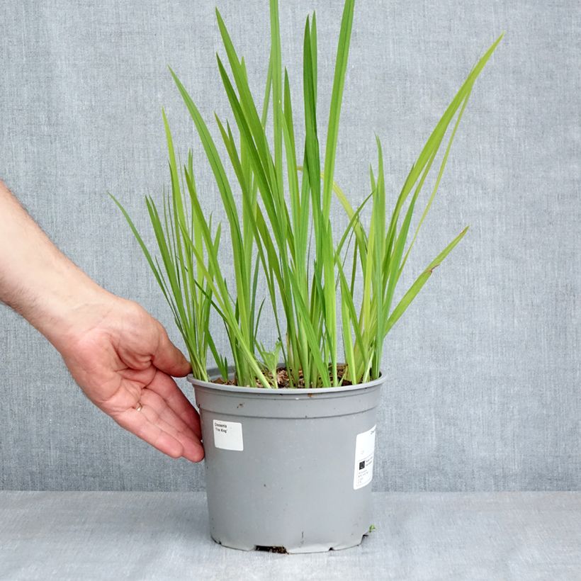 Amostra de Montbrécia Fire King Vaso de 3 L/4 L Calibre 6+ tal como entregue na primavera