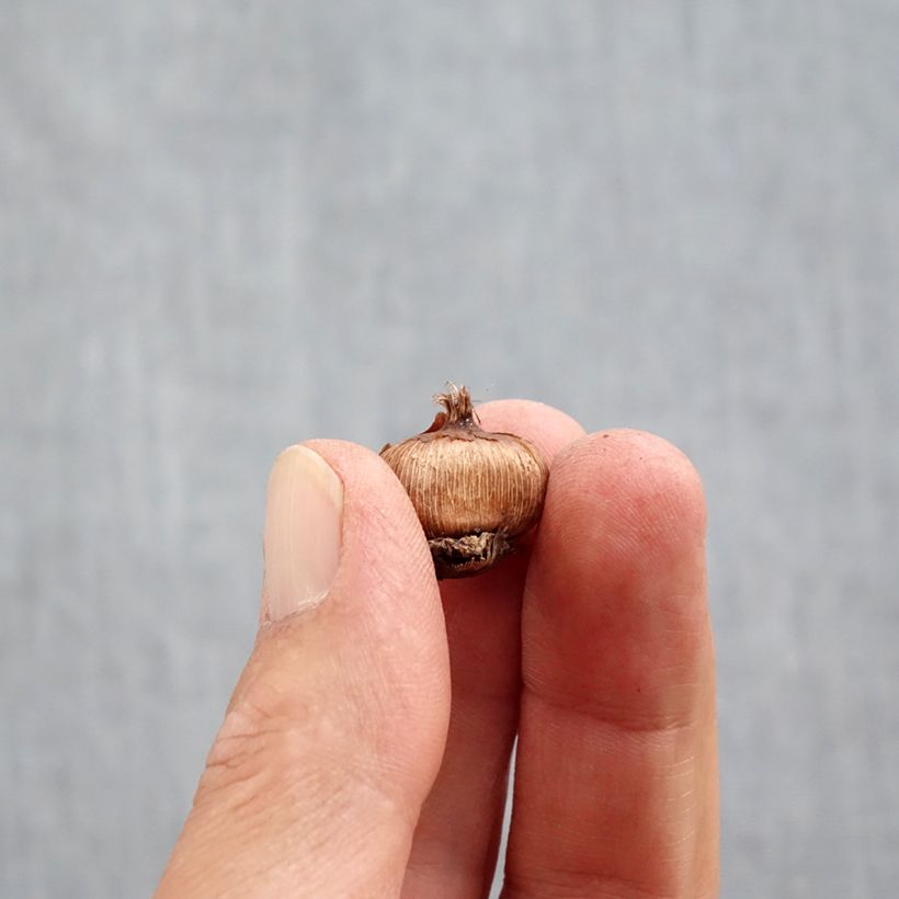 Amostra de Crocus ancyrensis - Crocus d'Ankara Bulbo size 5+ tal como entregue no outono