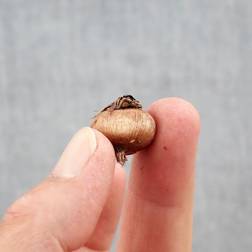 Amostra de Crocus ancyrensis Golden Bunch Bulbo size 5+ tal como entregue no outono