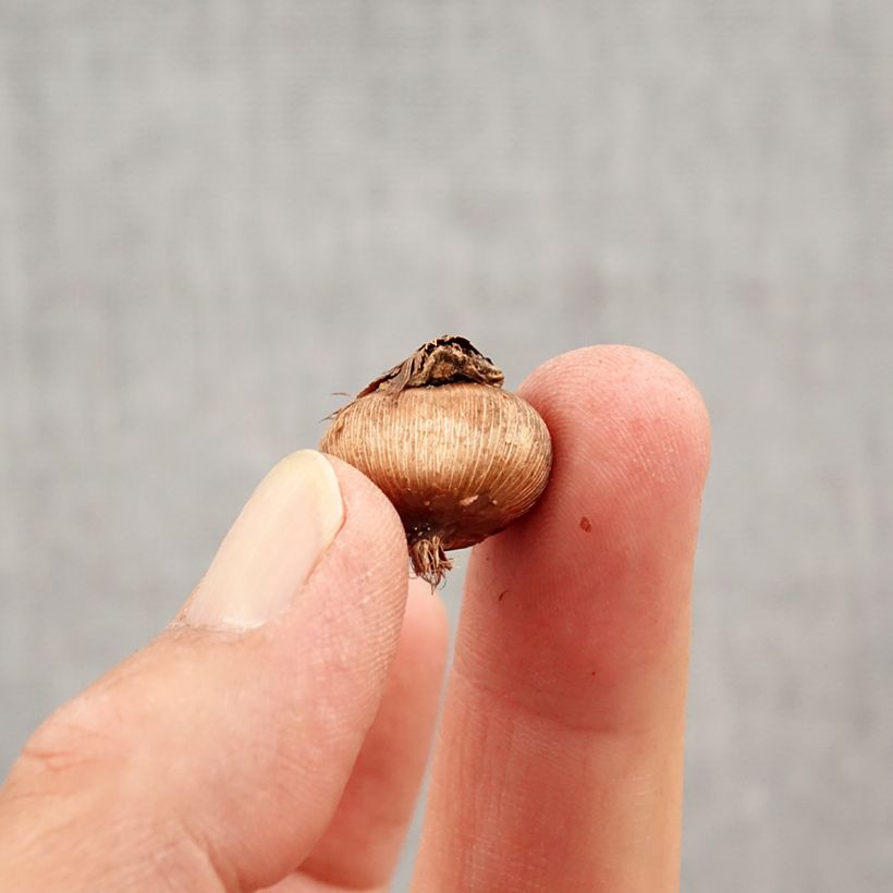 Amostra de Crocus angustifolius Bulbo size 5+ tal como entregue no outono