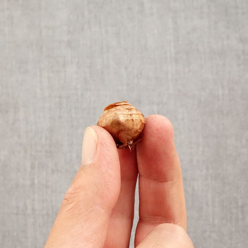 Amostra de Crocus botanique Fairy Bulbe Kaliber/Größe 5+ tal como entregue no outono