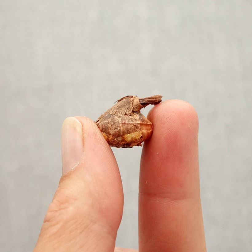 Amostra de Crocus botanique karduchorum - Crocus d'automne Bulbe Kaliber/Größe 6+ tal como entregue no outono