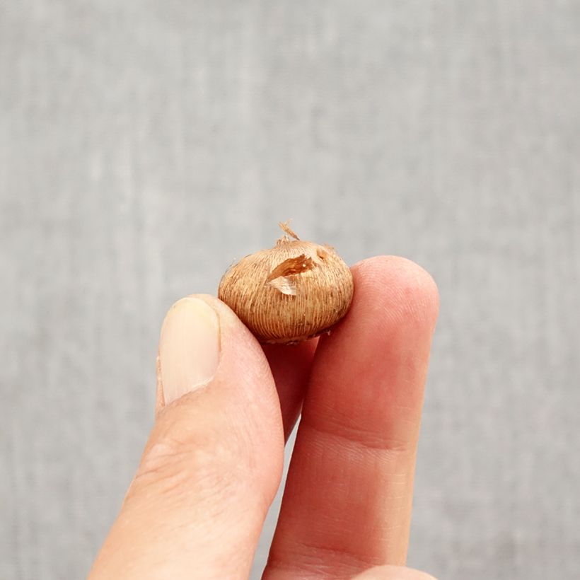 Amostra de Crocus botanique laevigatus Fontenayi - Crocus d'automne Bulbe Kaliber/Größe 4+ tal como entregue no outono