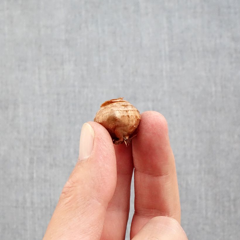 Amostra de Crocus botanique ochroleucus - Crocus d'automne Bulbe Kaliber/Größe 5+ tal como entregue no outono