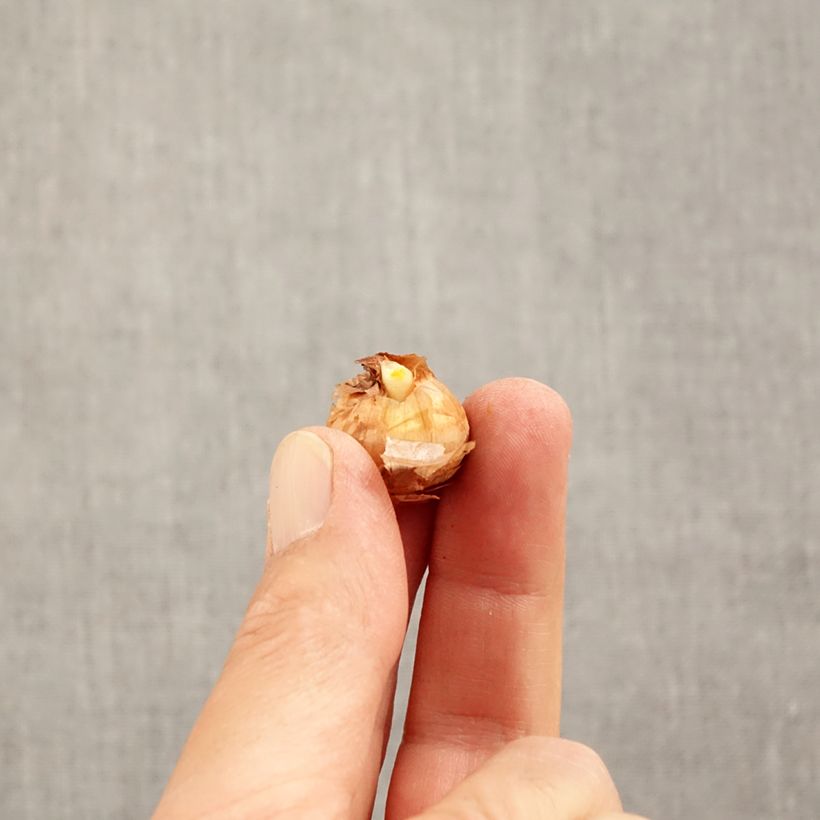 Amostra de Crocus chrysanthus Advance Bulbe Kaliber/Größe 5+ tal como entregue no outono