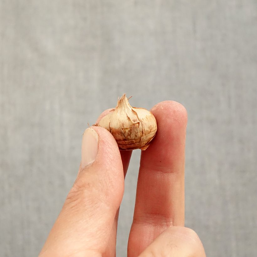 Amostra de Crocus chrysanthus Blue Marlin Bulbo size 6+ tal como entregue no outono