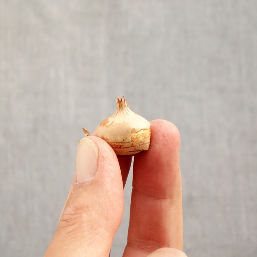 Amostra de Crocus chrysanthus Blue Pearl Bulbo size 6+ tal como entregue no outono