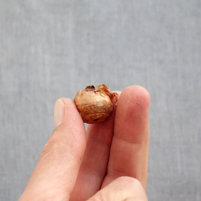 Amostra de Crocus chrysanthus Constellation Bulbe Kaliber/Größe 5+ tal como entregue no outono