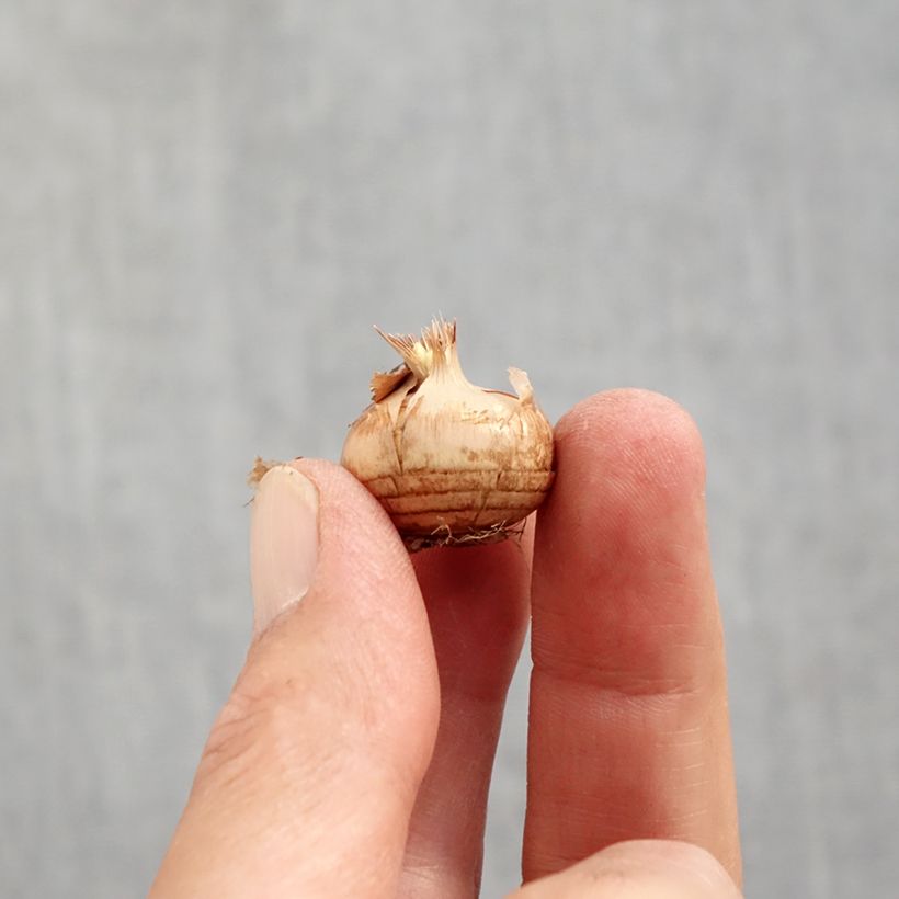 Amostra de Crocus chrysanthus Cream Beauty Bulbo Calibre 6+ tal como entregue no outono