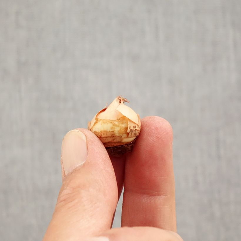 Amostra de Crocus chrysanthus Fuscotinctus Bulbo Calibre 6+ tal como entregue no outono