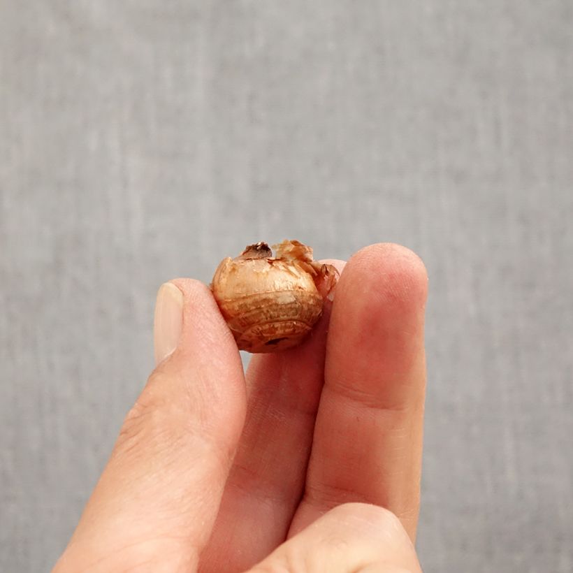 Amostra de Crocus chrysanthus Gipsy Girl Bulbe Kaliber/Größe 5+ tal como entregue no outono