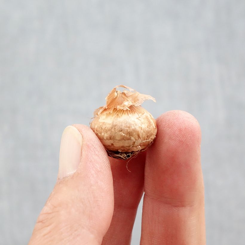 Amostra de Crocus chrysanthus Ladykiller Bulbo Calibre 5+ tal como entregue no outono