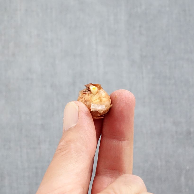 Amostra de Crocus chrysanthus Miss Vain Bulbo size 5+ tal como entregue no outono