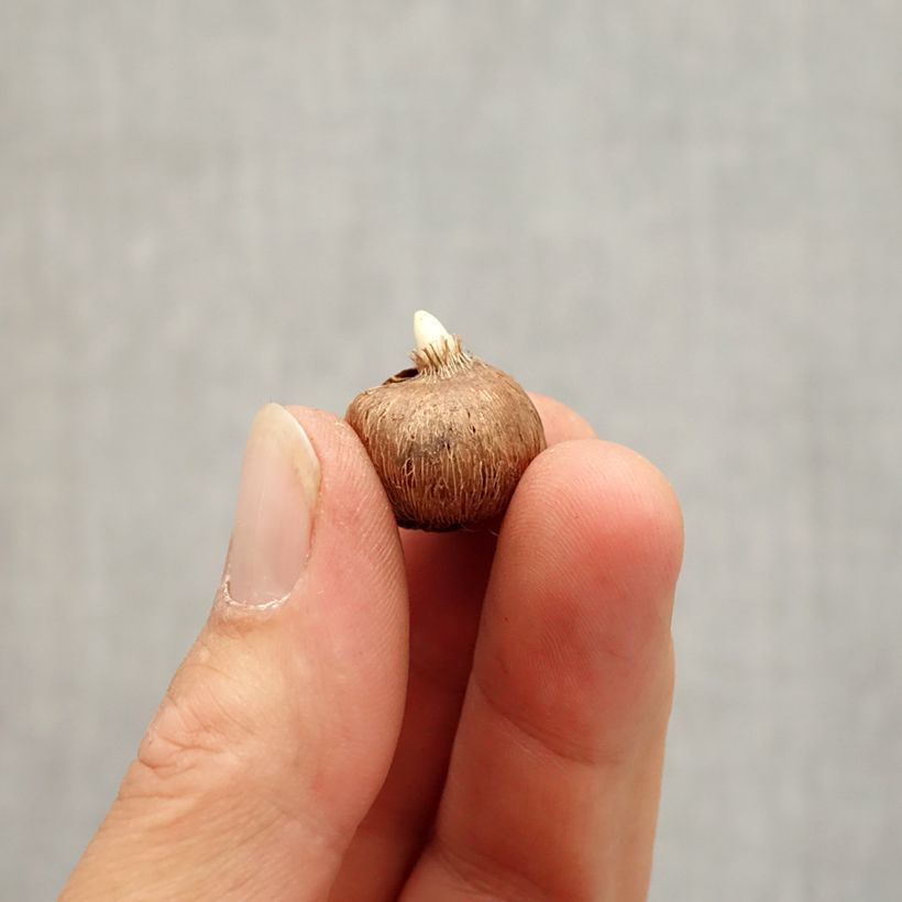 Amostra de Crocus chrysanthus Zenith  Bulbe Kaliber/Größe I tal como entregue no outono