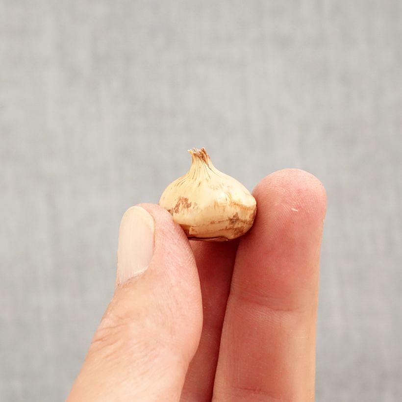 Amostra de Crocus chrysanthus Zwanenburg Bronze Bulbe Kaliber/Größe 5+ tal como entregue no outono