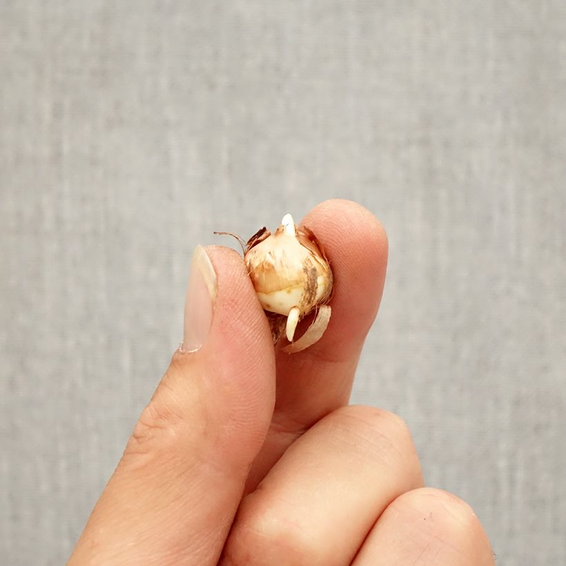 Amostra de Crocus corsicus - Crocus de Corse Bulbe Kaliber/Größe 5+ tal como entregue no outono