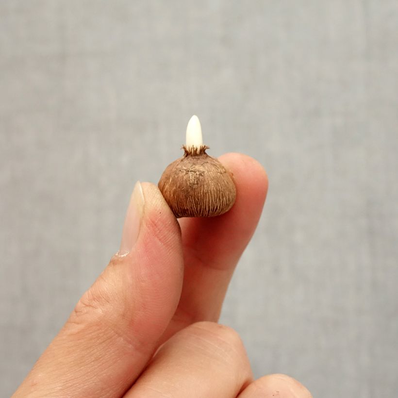 Amostra de Crocus gargaricus - Crocus de Gargano Bulbe Kaliber/Größe I tal como entregue no outono