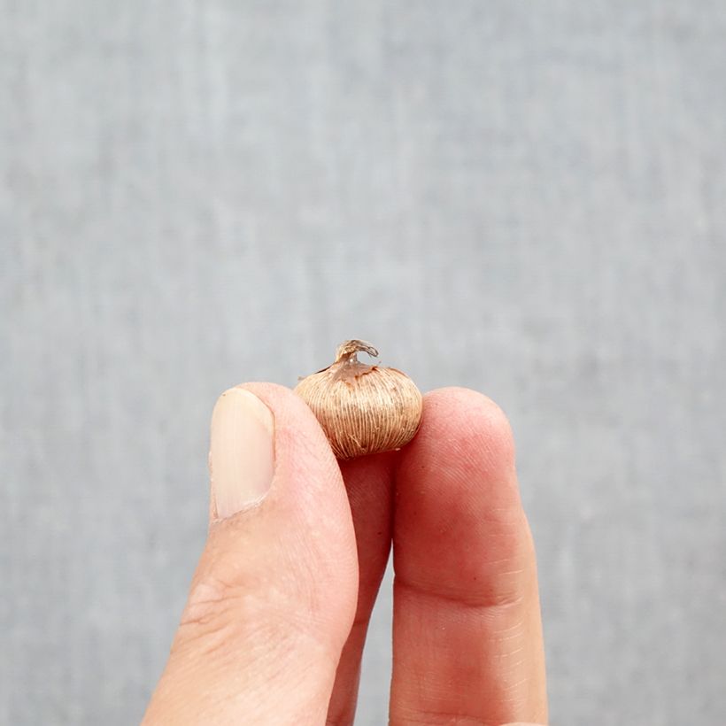 Amostra de Crocus imperati De Jager Bulbo size 5+ tal como entregue no outono