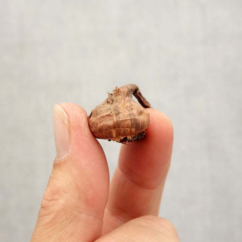 Amostra de Crocus korolkowii Bulbo Calibre 6+ tal como entregue no outono