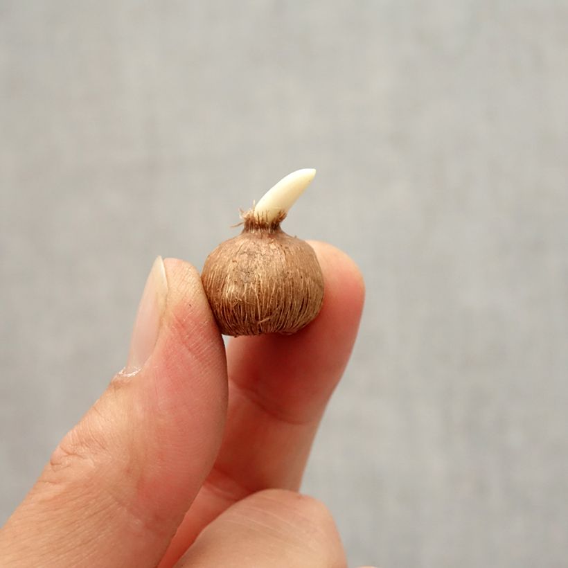 Amostra de Crocus kosaninii April View Bulbe Kaliber/Größe I tal como entregue no outono