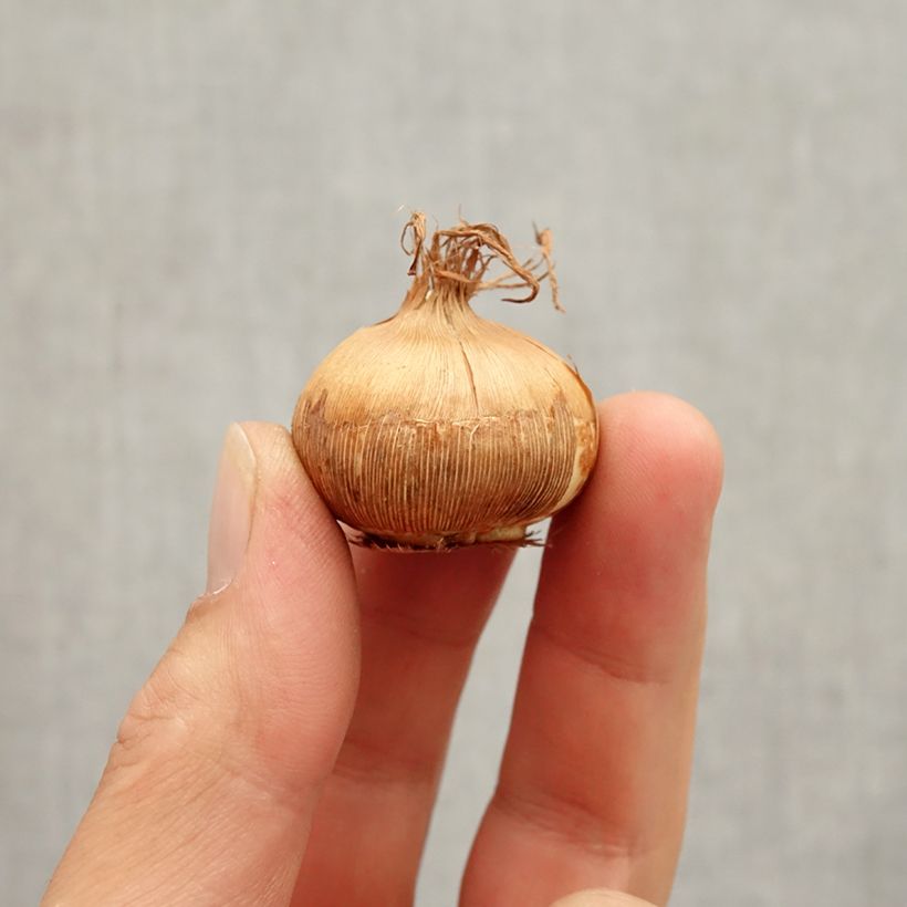 Amostra de Crocus Mammouth Grand Jaune (Golden Yellow) Bulbo size 8+ tal como entregue no outono