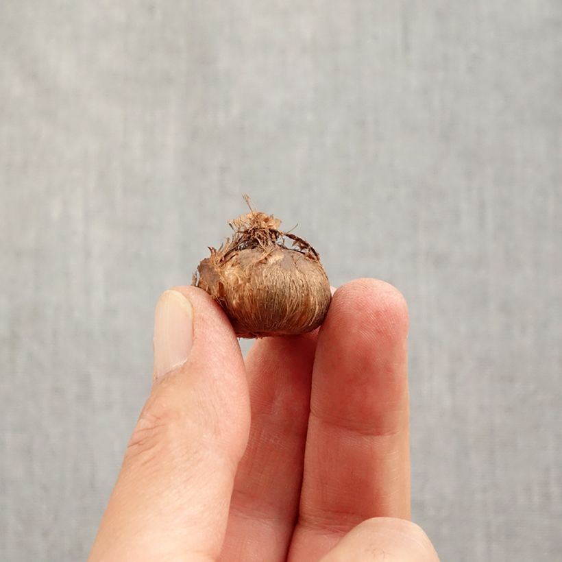 Amostra de Crocus Mammouth Grand Maître Bulbo size 8+ tal como entregue no outono