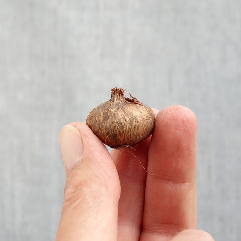 Amostra de Crocus Mammouth Jeanne d'Arc Bulbo size 8+ tal como entregue no outono