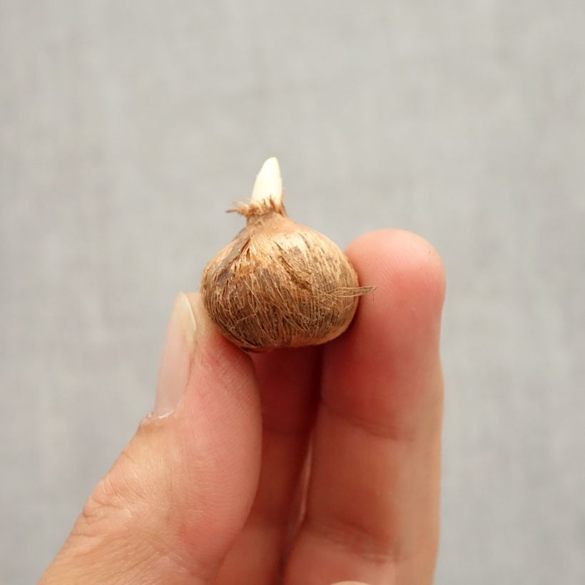 Amostra de Crocus Mammouth Whale Shark Bulbe Kaliber/Größe 7+ tal como entregue no outono