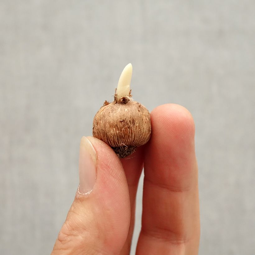 Amostra de Crocus minimus Bavella Bulbe Kaliber/Größe I tal como entregue no outono