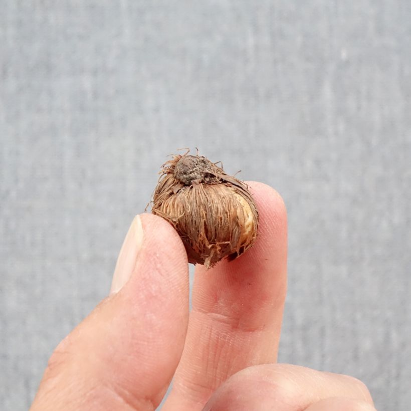 Amostra de Crocus minimus Bulbo size 5+ tal como entregue no outono