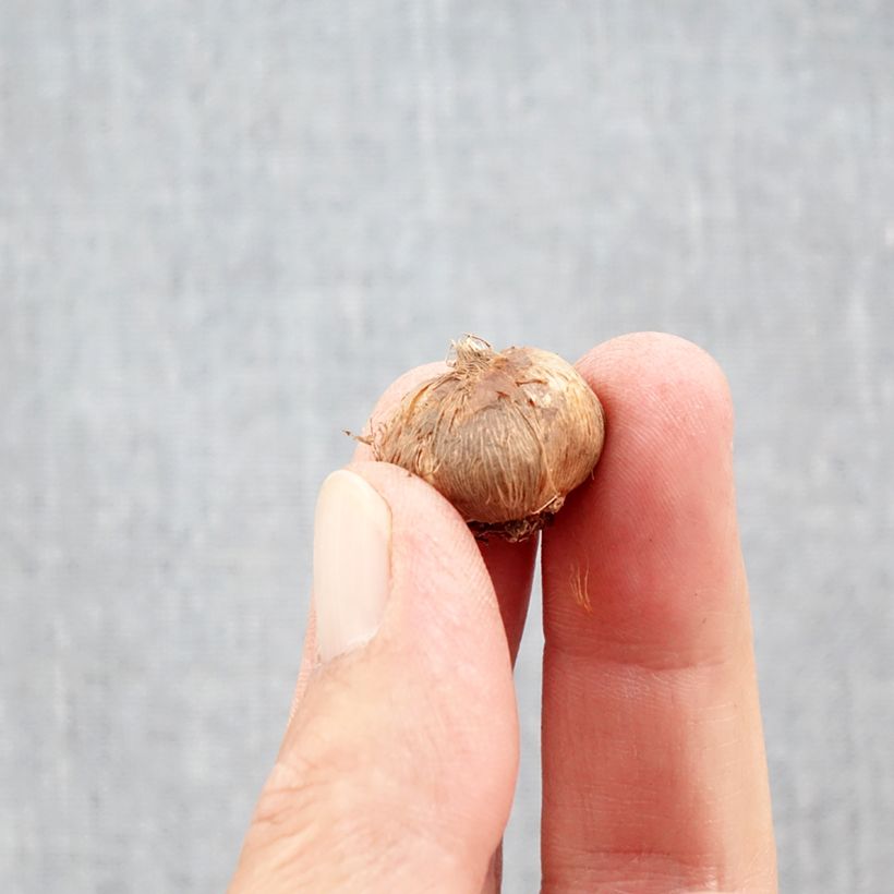 Amostra de Crocus olivieri subsp. balansae Orange Monarch Bulbo Calibre 5+ tal como entregue no outono