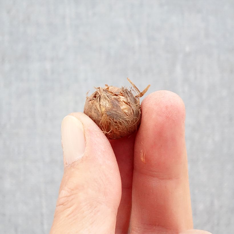 Amostra de Crocus Prins Claus Bulbo size 5+ tal como entregue no outono